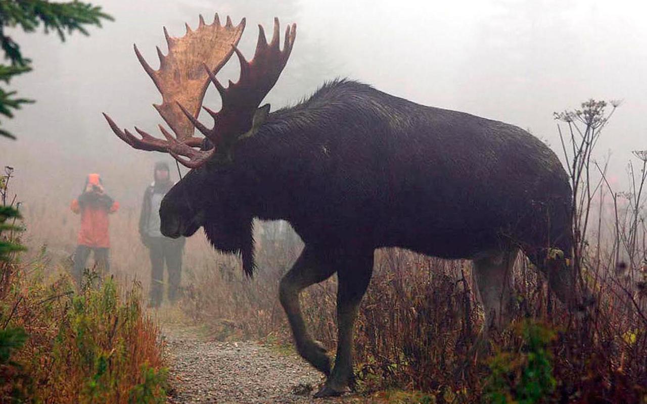Le Ti Moose Villa Ла Мале Екстериор снимка