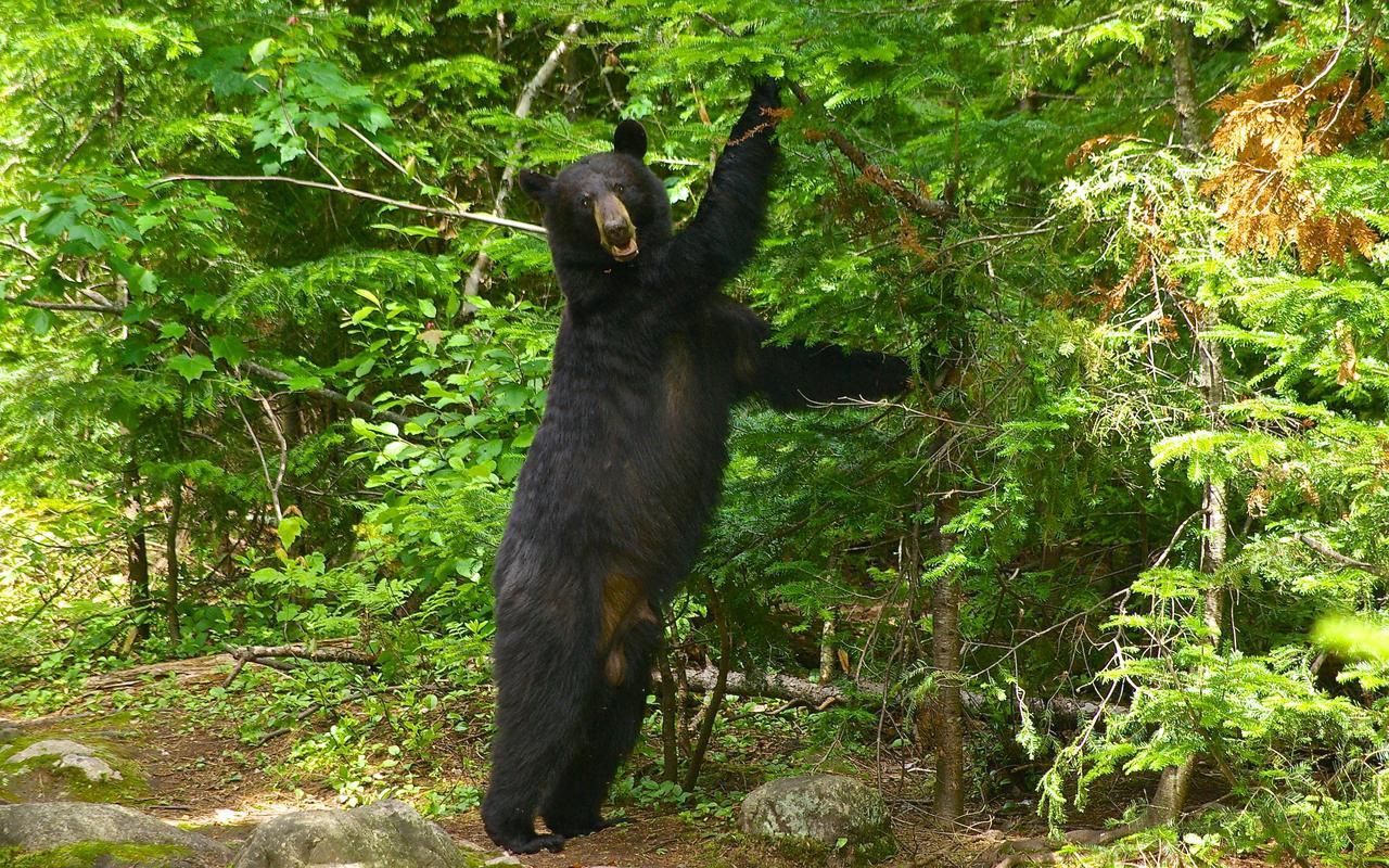 Le Ti Moose Villa Ла Мале Екстериор снимка